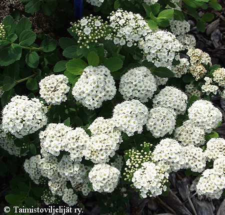 Spiraea betulifolia 'Tor', koivuangervo